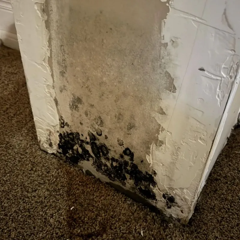 Professional Mold Removal in Rushville, IL